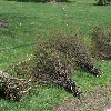 Brush & Limbs