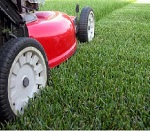 Let Your Grass Grow Taller