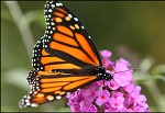Wildlife Haven In Your Backyard